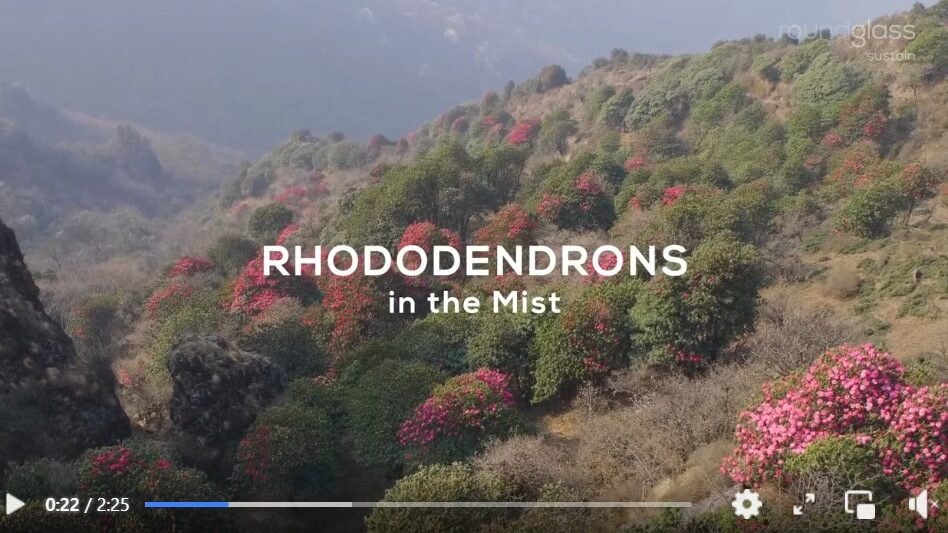 Rhododendrons in the mist film