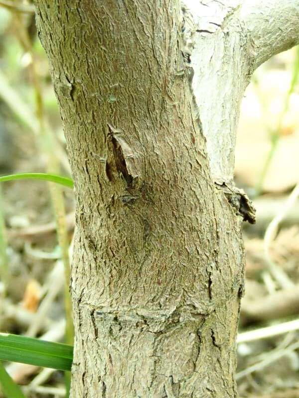 Triflora PW67 i Bremens Rhododendronpark. Stamme. Foto: Hans Eiberg