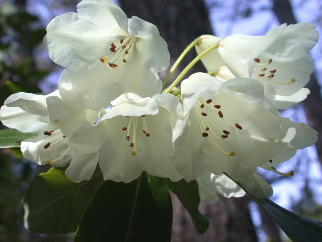 campylocarpum-white-Crarae