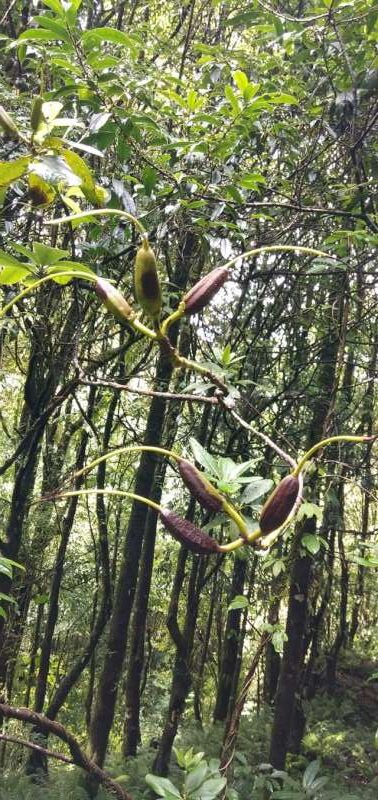 R. dalhousieae var. dalhousieae in Sikkim, frøkapsler. Foto: Aseesh Pandey