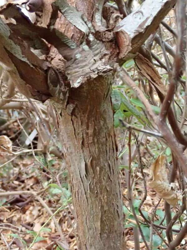 R. degronianum ssp. heptamerum var. tsukushianum hos HE. Stamme. Foto: Hans Eiberg