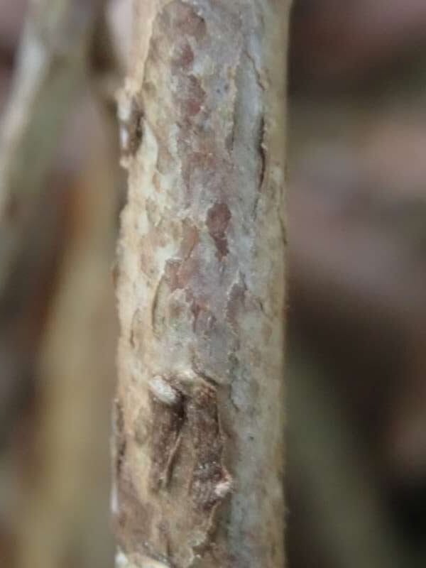 R. dekatanum stamme hos HE. Foto: Hans Eiberg