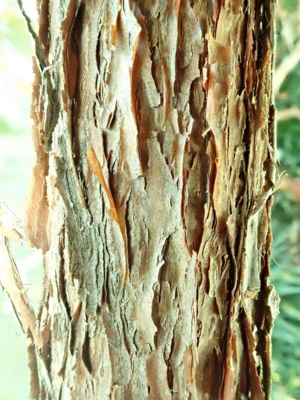 R. dendricola DGE 57, Bremens Rhododendronpark, bark. Foto: Hans Eiberg
