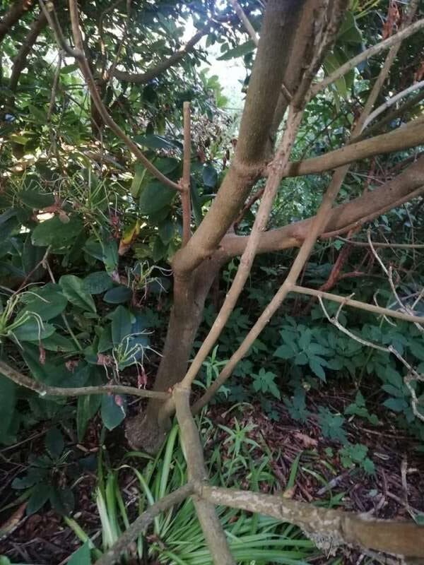 R. fortunei ssp. discolor i Bot. Have Købhn. Frøstand. Foto: Hans Eiberg