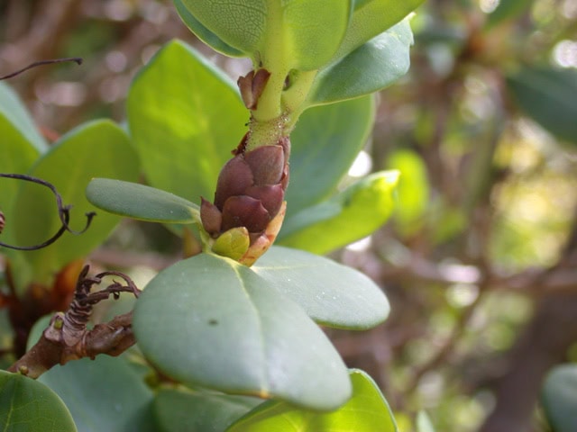 eclecteum-bud-Glenarn