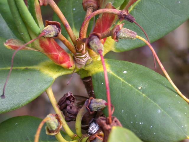 eclecteum-capsules-Glenarn