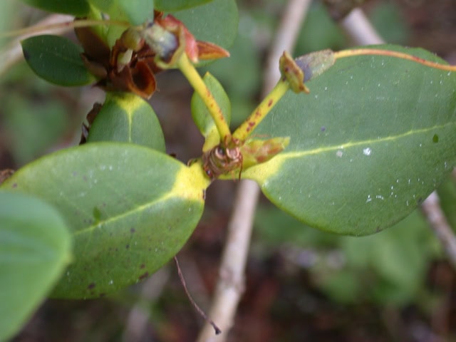 eclecteum-leaf-Glenarn