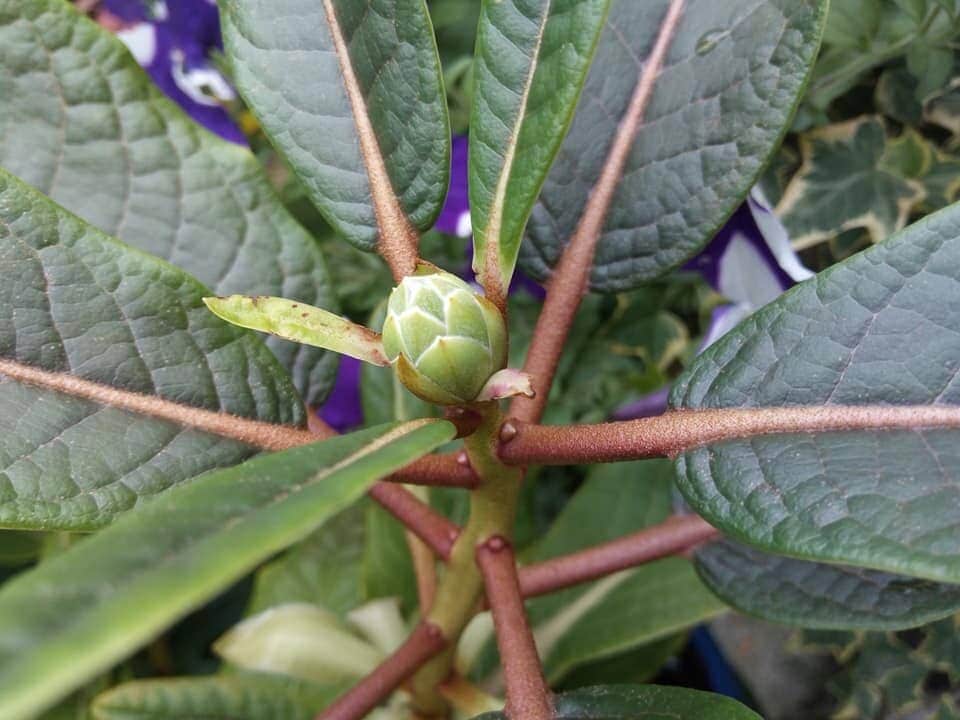 R. excellens knoper / buds (Planet Azalea). Foto: Christopher Lee Franklin