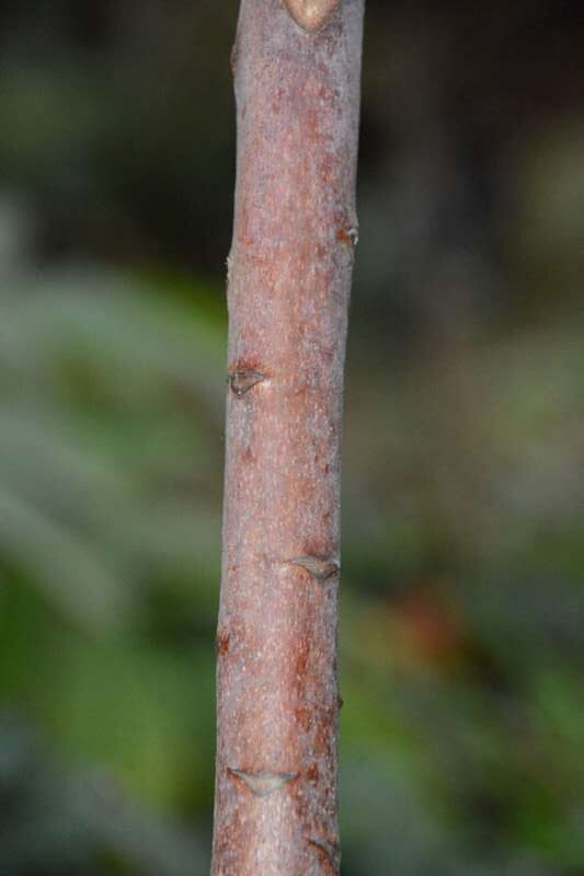 R. faithiae bark, hos Harold Fearing. Foto: Harold Fearing