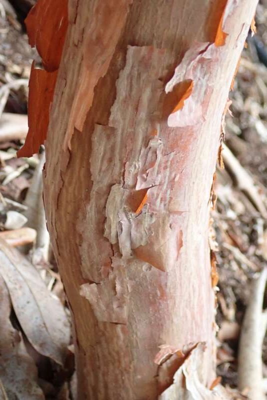R. falconeri ssp. falconeri stamme i Bot. Have Købh. Foto: Hans Eiberg