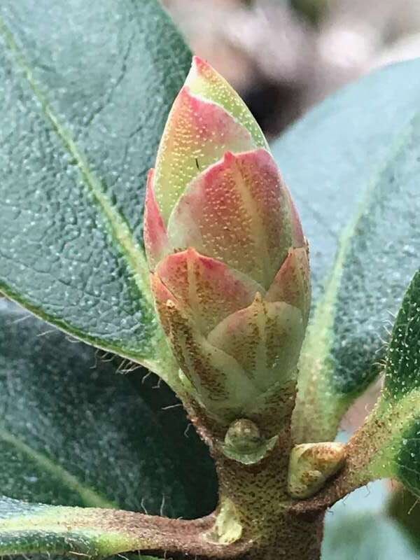 R. fleuryi blomsterknop. Foto: Dennis McKiver