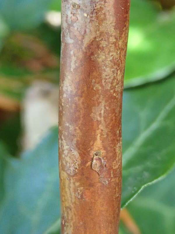 R. glaucophyllum ssp. tubiforme ARS03-27 hos Bøje Vinther, bark (ung stamme). Foto: Hans Eiberg