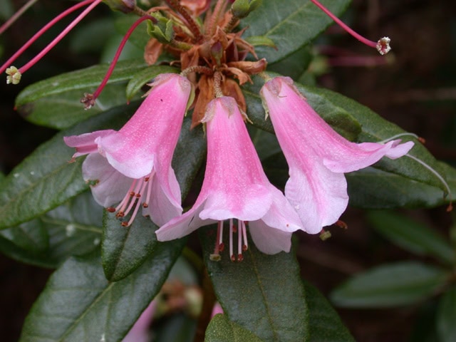 glaucophyllum-tubiforme-Glenarn