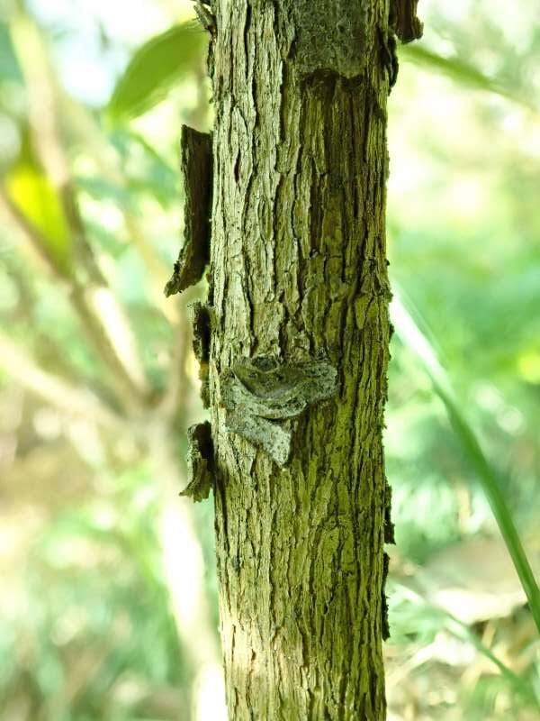 R. glischrum ssp. glischrum fra Cox, bark. Foto: Hans Eiberg
