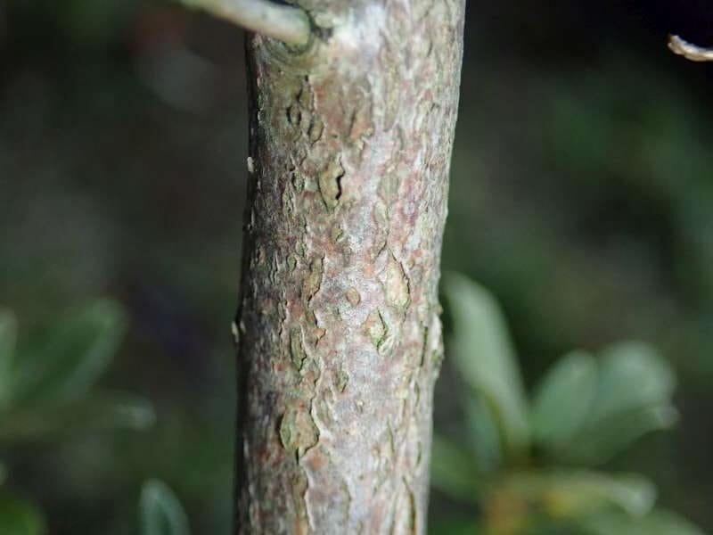 R. hippophaeoides var. occidentale (R. glomerulatum) stamme. Foto: Hans Eiberg