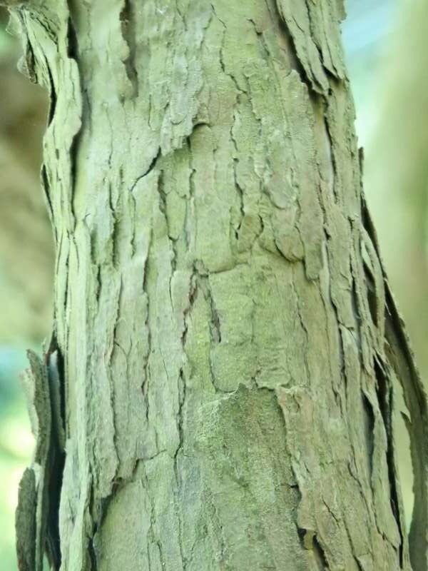 R. grande i Bremens Rhododendronpark, bark