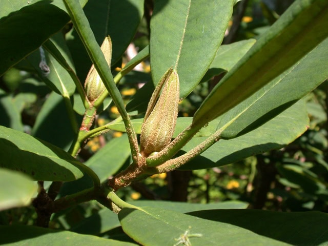 griersonianum-flower-bud-Crarae