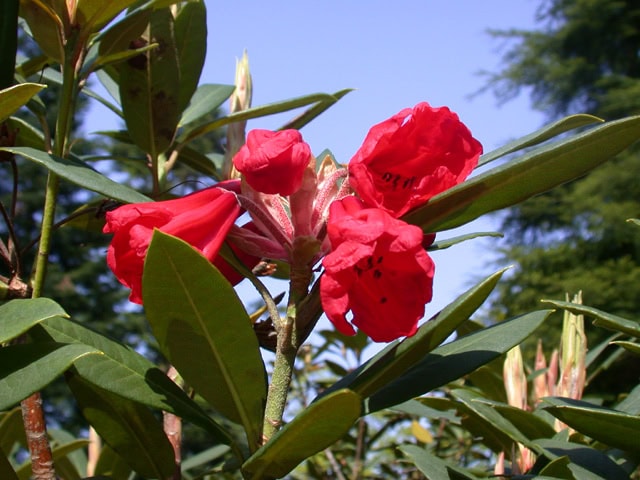 griersonianum-truss-Crarae