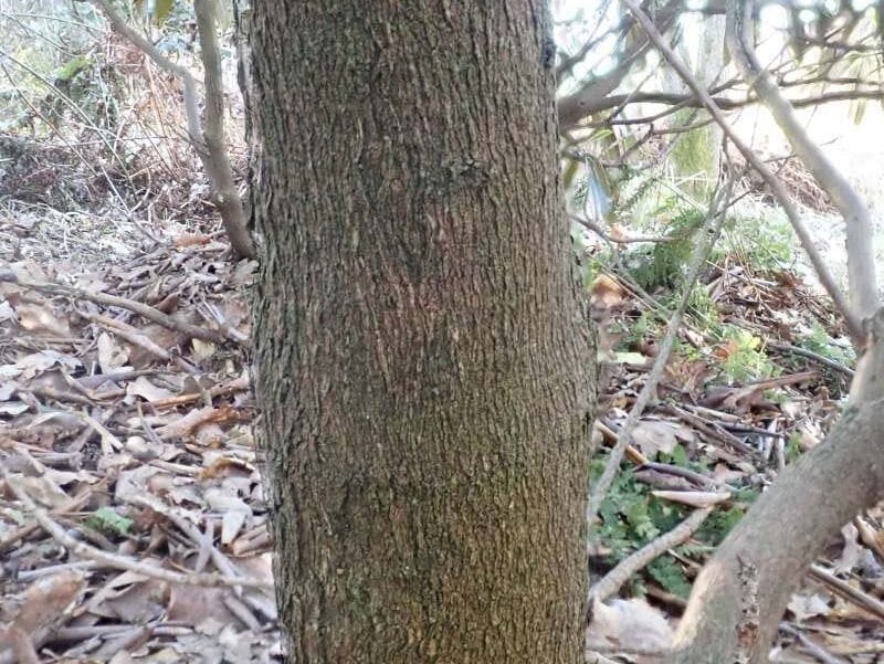 R. haofui 0304 i Arboretet i Hørsholm, stamme. Foto: Hans Eiberg