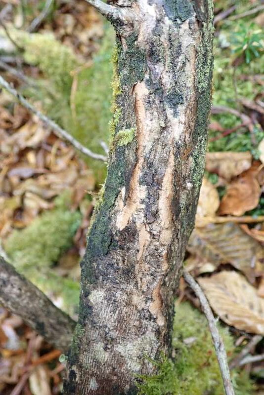 R. heliolepis var. heliolepis Peacock pas på Mekong siden, bark. Foto: Hans Eiberg
