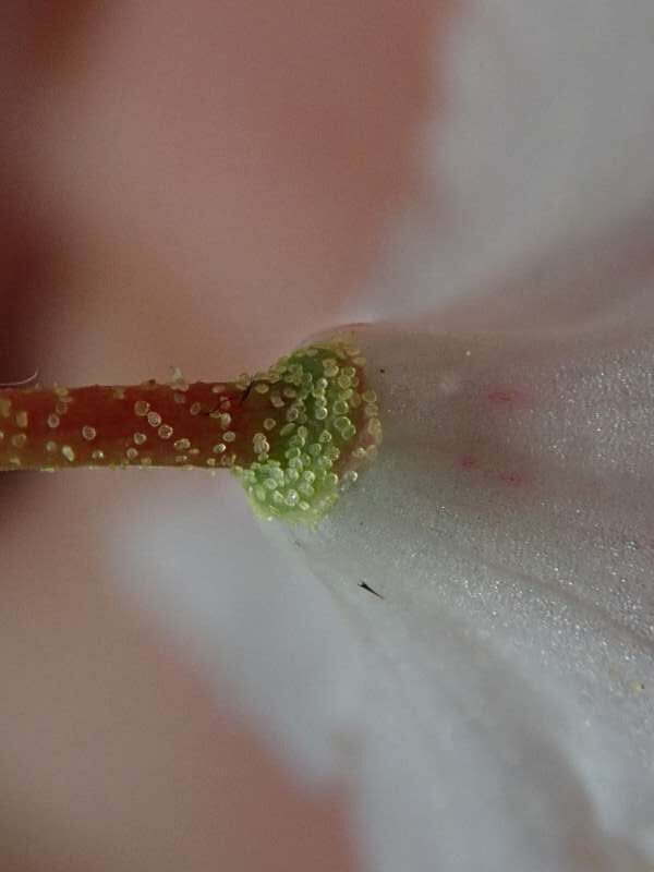 R. hemitrichotum bredbladet hos J. Dannesboe, blomsterstilk og calyx. Foto: Hans Eiberg
