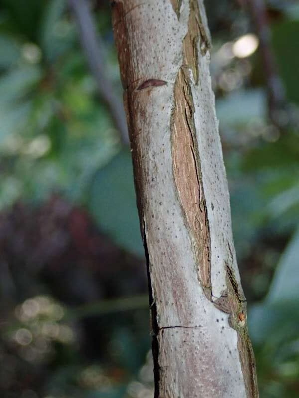 R. hemsleyanum var. chengianum, gren, hos HE. Foto: Hans Eiberg