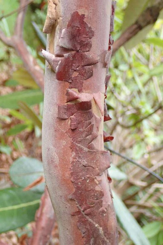 R. hodgsonii fra Sikkim. Hos HE, stamme. Foto: Hans Eiberg