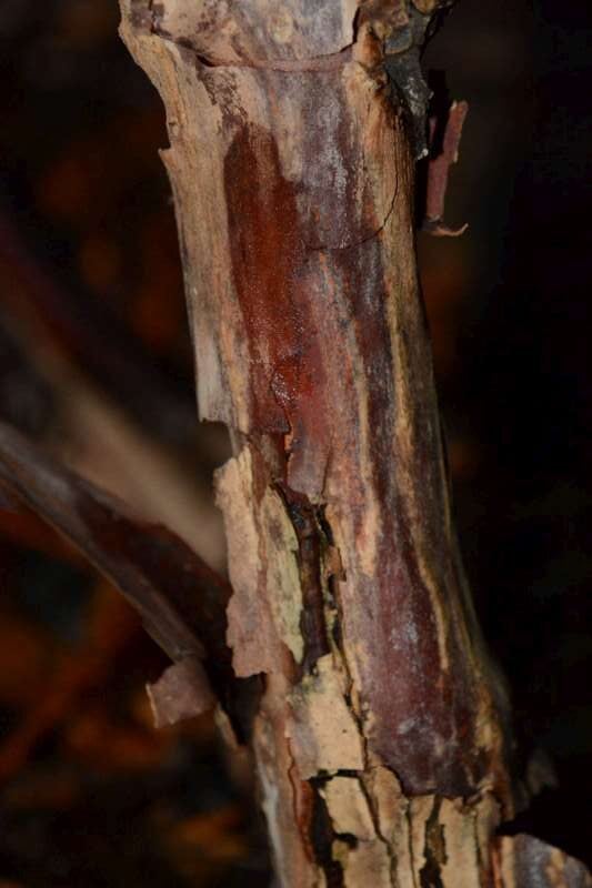 R. hodgsonii aff. bark hos Harold Fearing. Foto. Harold Fearing