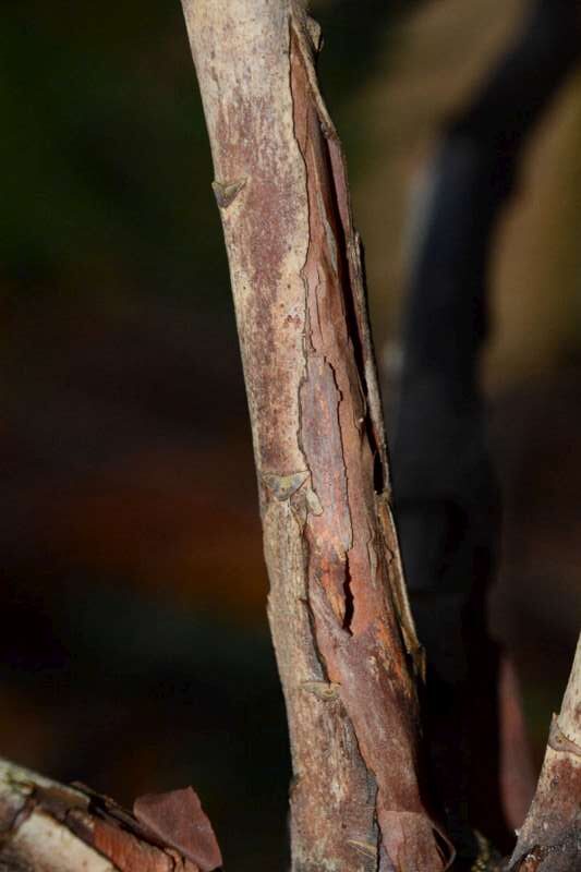 R. hodgsonii aff. bark hos Harold Fearing. Foto. Harold Fearing