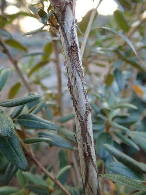 R. hoi RAN 519 stamme (ung). Foto: Remi Alexander Nielsen