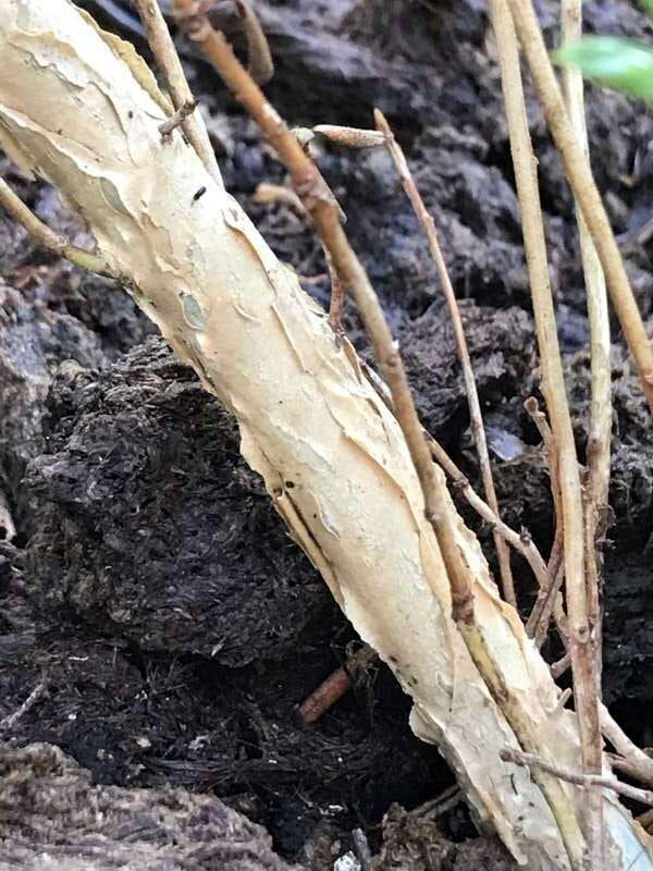 R. hoi RAN 519 stamme (ældre). Foto: Sten Nørkjær