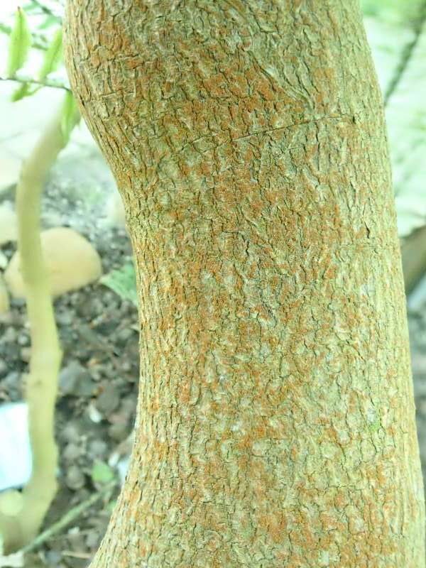 R. hongkongense i Bremens Rhododendronpark, bark.a Foto: Hans Eiberg