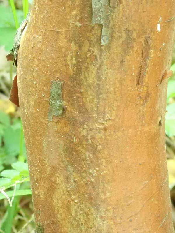 R. horlickianum i Bremens Rhododendronpark, bark. Foto: Hans Eiberg