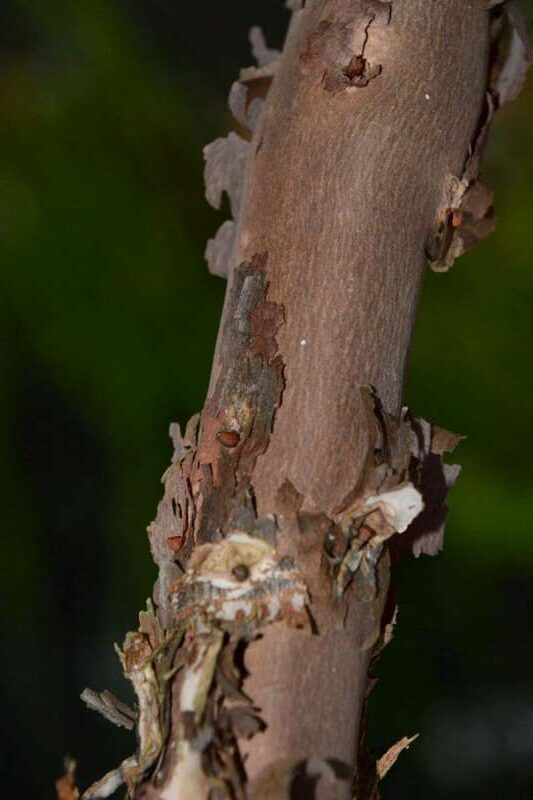 R. hylaeum hos Harold Fearing, bark. Foto: Harold Fearing