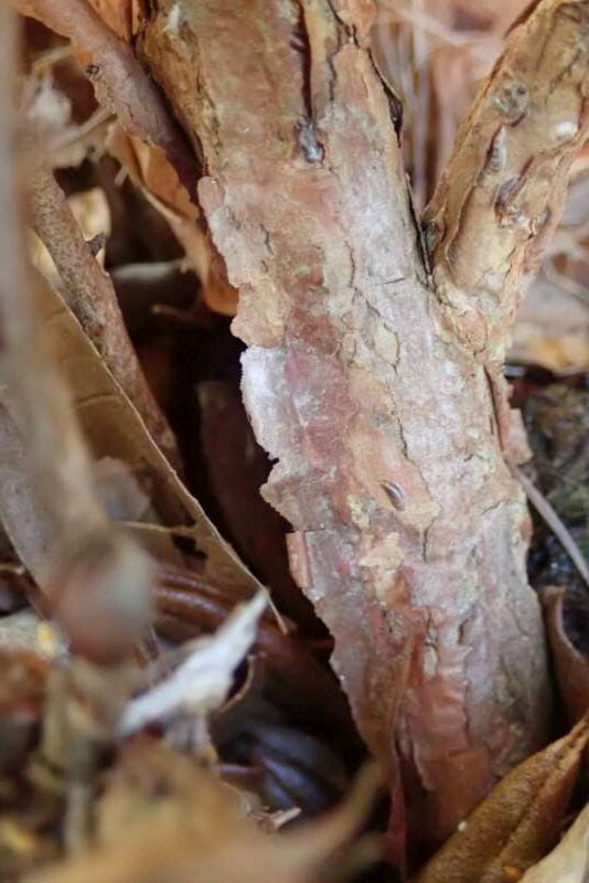 R. uniflorum var. imperator RF253/2011, stamme. Foto: Hans Eiberg