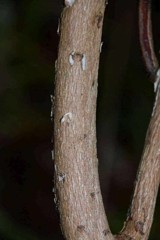 R. irroratum ssp. yiliangense hos Harold Fearing. Foto: Harold Fearing