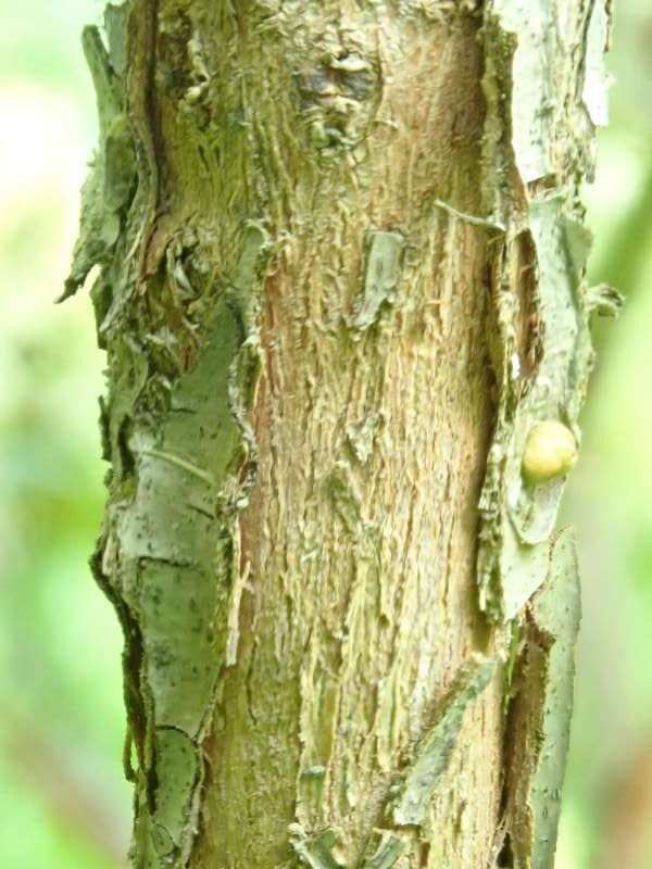 R. irroratum ssp. yiliangense Cox. Foto: Hans Eiberg