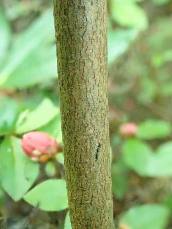 R. kaempferi var. latisepalum fra GFP / ORJ hos HE. Stamme. Foto: Hans Eiberg