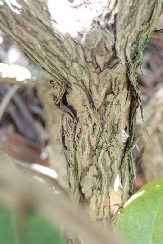 R. keiskei var. hypoglaucum stamme. Foto: Hans Eiberg