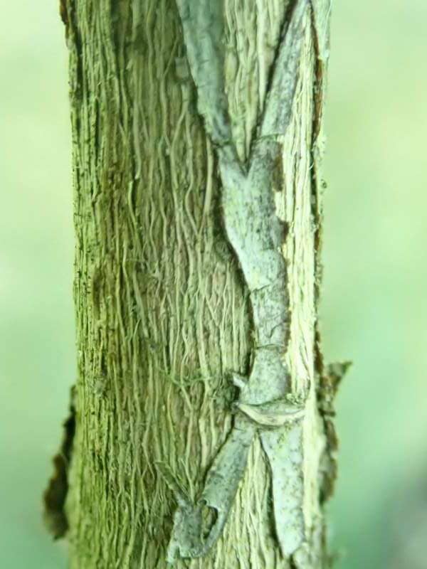 R. kendrickii i Bremens Rhododendronpark, bark. Foto: Hans Eiberg