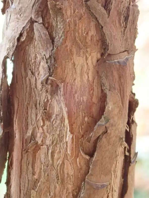 R. kesangiae samme men ældre plante fra Mogens Rasmussen nu hos HE. Foto: Hans Eiberg