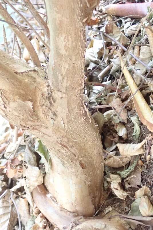 R. keysii stamme, hos HE. Foto: Hans Eiberg