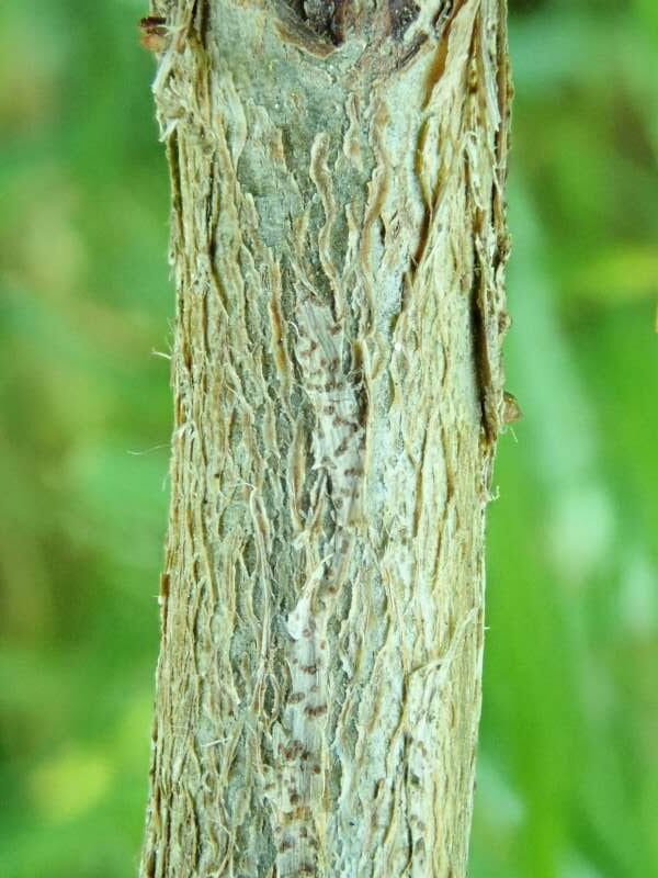 R. keysii stamme, Bremens Rhododendronpark. Foto: Hans Eiberg