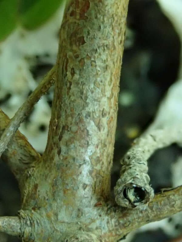 R. nagaharae Katozakura SMH, stamme. Foto: Hans Eiberg