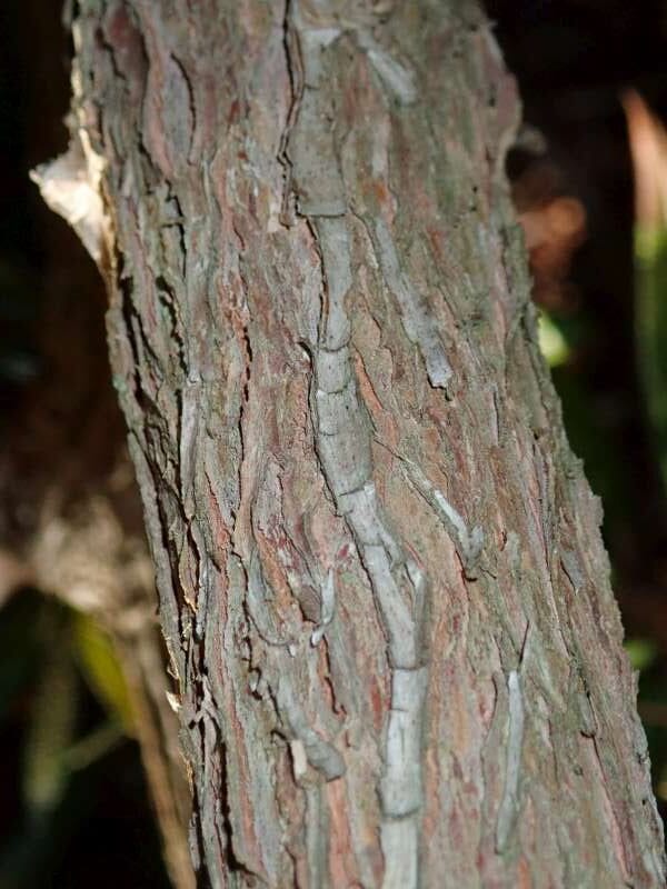R. lanatum Bartholomew (tykt indument) hos HE. Foto: Hans Eiberg