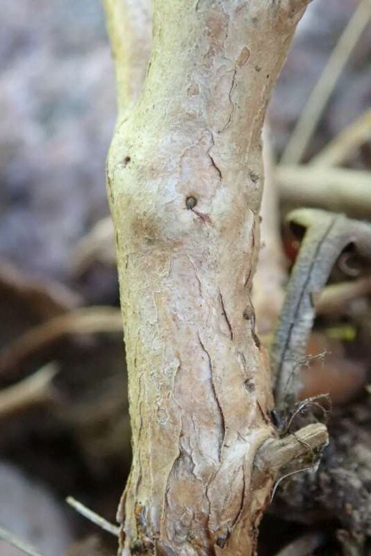 R. lapponicum stamme. Foto: Hans Eiberg