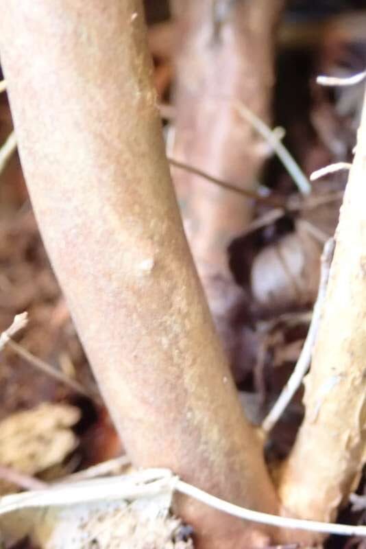 R. laudandum, stamme. Foto: Hans Eiberg