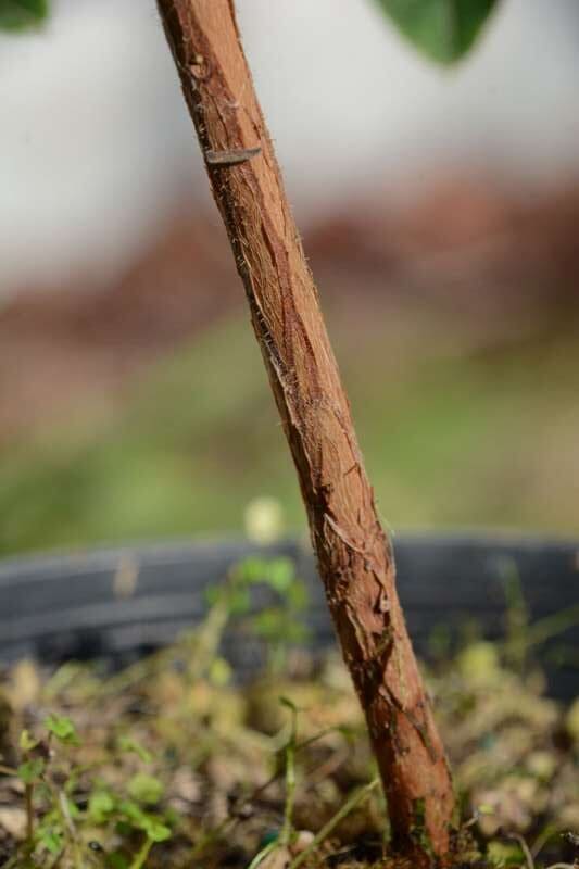 R. leptothrium hos Harold Fearing. Foto: Harold Fearing