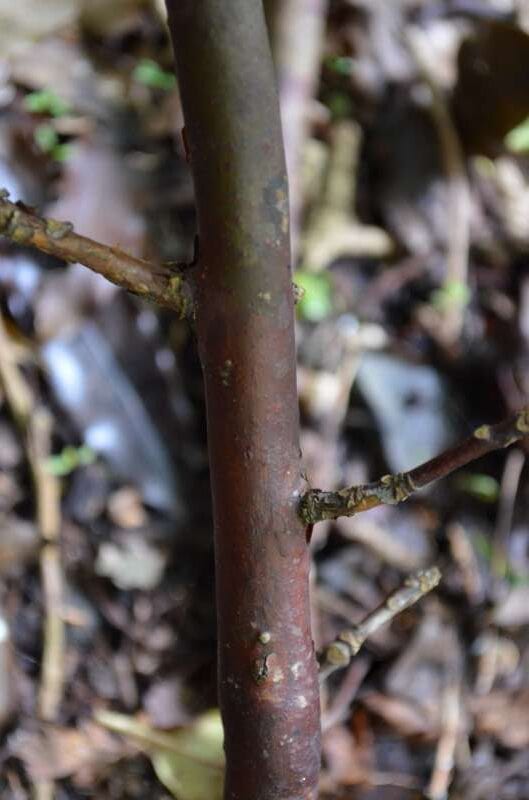 R. liliiflorum, bark, hos Mark Joel i New Zealand. Foto: Mark Joel