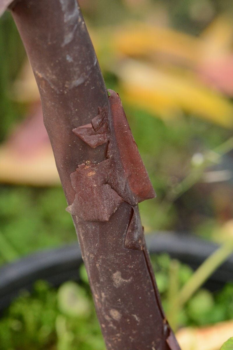 R. liliiflorum hos Harold Fearing. Foto: Harold Fearing